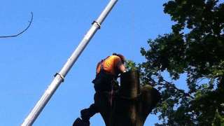 rooien kappen van bomen in Waspik